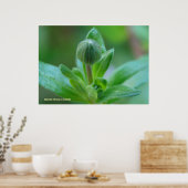 Ontluiken in de lente poster (Keuken)