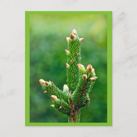 Ontluikende kerstboom Briefkaart (Voorkant)