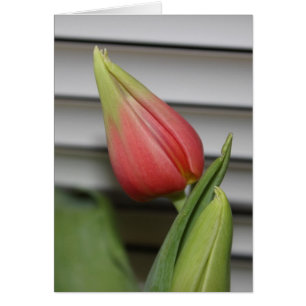 Ontluikende Tulp