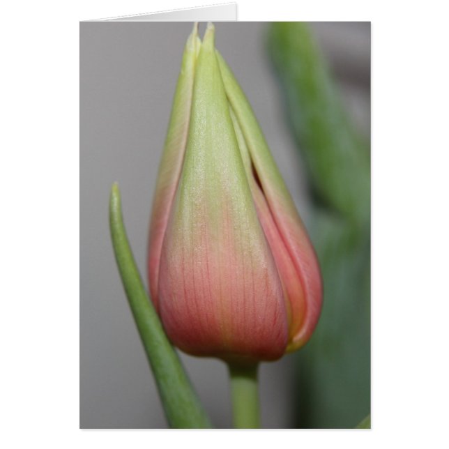 Ontluikende tulp #3 (Voorkant)
