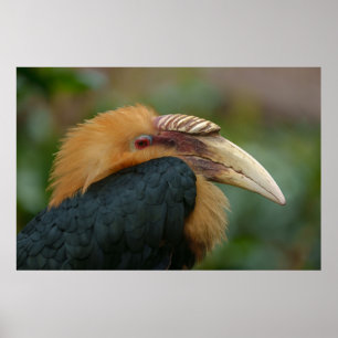 Ontmoeting met de mannelijke Blyth's Hornbill Poster