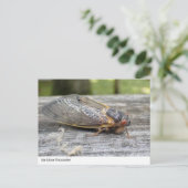Ontmoeting met Natuur: Cicada Briefkaart (Staand voorkant)