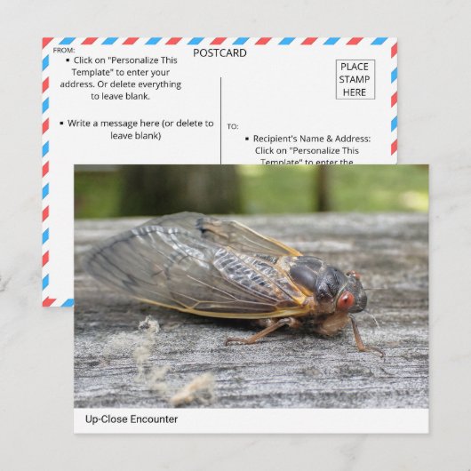 Ontmoeting met Natuur: Cicada Briefkaart (Voorkant / Achterkant)
