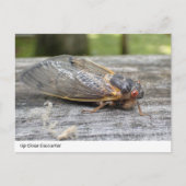 Ontmoeting met Natuur: Cicada Briefkaart (Voorkant)
