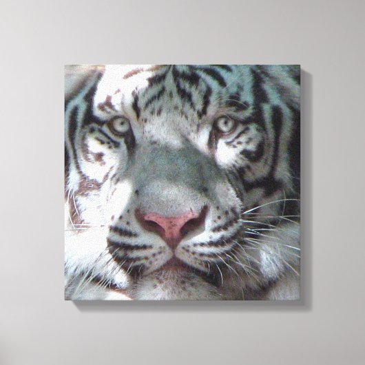 Ontmoeting met witte tijger canvas afdruk (Voorkant)