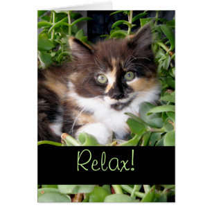 Ontspan! Geniet van de Life Calico Cat Greep