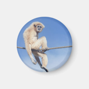 Ontspannen Gibbon Zittend op een touw in de zon Magneet