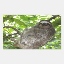 Ontspannen luiaard in de Natuur