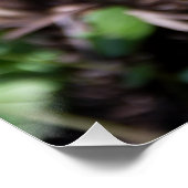 Ontwakende jonge varen in de tuin perfect poster (Hoek)