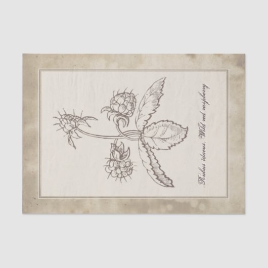 ontwatering van het bodemvruchtendraf tissuepapier (Voorkant)