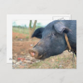 Ontwerp boerderij pingelen briefkaart (Voorkant / Achterkant)