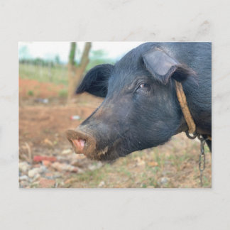 Ontwerp boerderij pingelen briefkaart