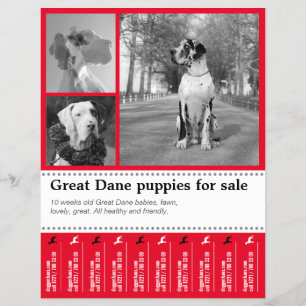 Ontwerp Flyer voor het Verkopen van Puppies