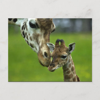 Ontwerp van Giraffe Briefkaart