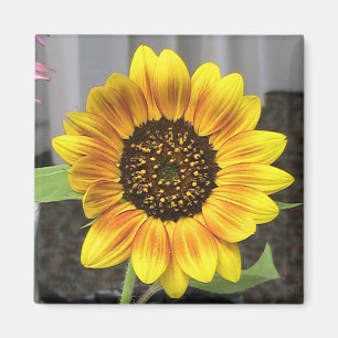 Ontwerp van grote zonnebloemen - rond of vierkant magneet
