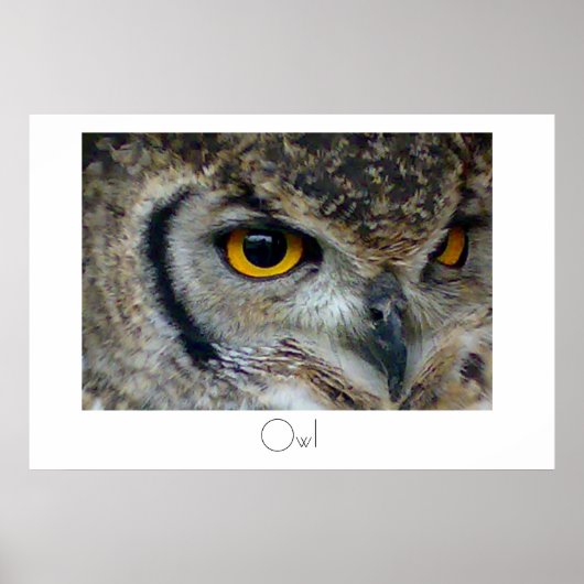 Ontwerp van Poster Owl (Voorkant)