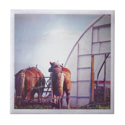 Ontwerppaarden klaar voor gebruik tegeltje (Voorkant)