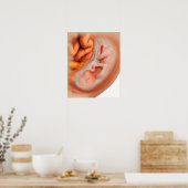 Ontwikkeling van de foetus na 36 weken poster (Keuken)
