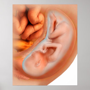 Ontwikkeling van de foetus na 36 weken poster