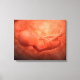 Ontwikkeling van de foetus op 24 weken canvas afdruk