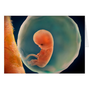 Ontwikkeling van de foetus op 9 weken