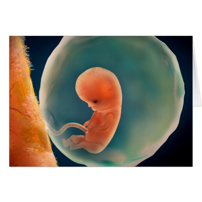 Ontwikkeling van de foetus op 9 weken (Voorkant Horizontaal)