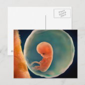Ontwikkeling van de foetus op 9 weken briefkaart (Voorkant / Achterkant)