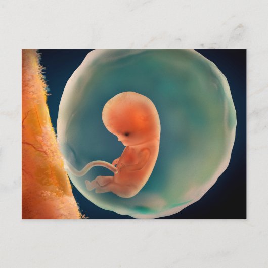 Ontwikkeling van de foetus op 9 weken briefkaart (Voorkant)