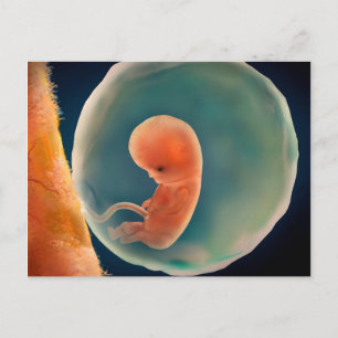 Ontwikkeling van de foetus op 9 weken briefkaart