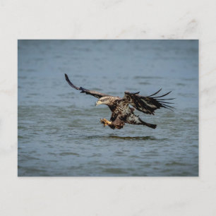 Onvolgroeide adelaar duiken voor vissen briefkaart