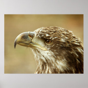 onvolgroeide Bald Eagle Poster