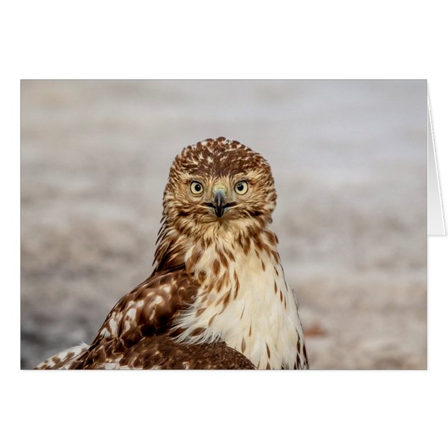 Onvolgroeide Rode Hawk op de grond (Voorkant Horizontaal)