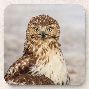 Onvolgroeide Rode Hawk op de grond Bier Onderzetter
