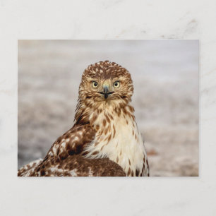 Onvolgroeide Rode Hawk op de grond Briefkaart