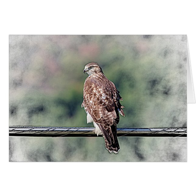 Onvolgroeide Rode Tailed Hawk (Voorkant Horizontaal)