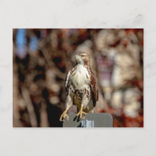 Onvolgroeide Rode Tailed Hawk Briefkaart