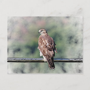 Onvolgroeide Rode Tailed Hawk Briefkaart