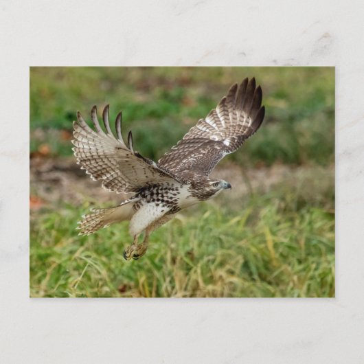 Onvolgroeide Rode Tailed Hawk Briefkaart (Voorkant)