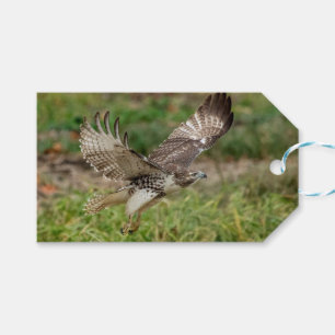 Onvolgroeide Rode Tailed Hawk Cadeaulabel