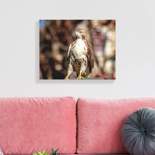 Onvolgroeide Rode Tailed Hawk Canvas Afdruk (Insitu (Woonkamer))
