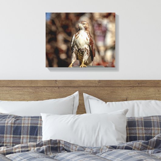Onvolgroeide Rode Tailed Hawk Canvas Afdruk (Insitu (Slaapkamer))