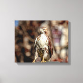 Onvolgroeide Rode Tailed Hawk Canvas Afdruk (Voorkant)