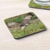 Onvolgroeide Rode Tailed Hawk Drankjes Onderzetter (Linkerzijde)