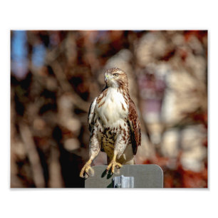 Onvolgroeide Rode Tailed Hawk Foto Afdruk