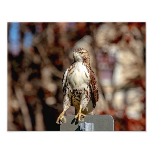 Onvolgroeide Rode Tailed Hawk Foto Afdruk (Voorkant)