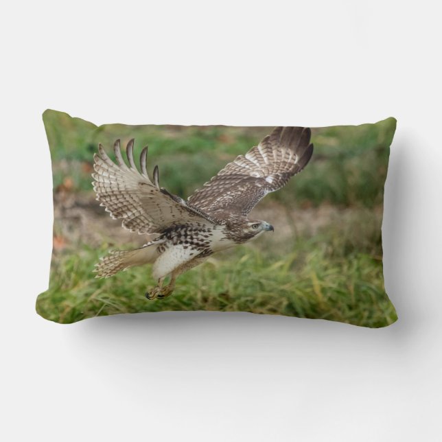 Onvolgroeide Rode Tailed Hawk Kussen (Voorkant)