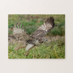 Onvolgroeide Rode Tailed Hawk Legpuzzel