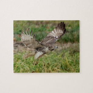 Onvolgroeide Rode Tailed Hawk Legpuzzel
