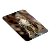 Onvolgroeide Rode Tailed Hawk Magneet (Rechterzijde)