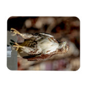 Onvolgroeide Rode Tailed Hawk Magneet (Horizontaal)